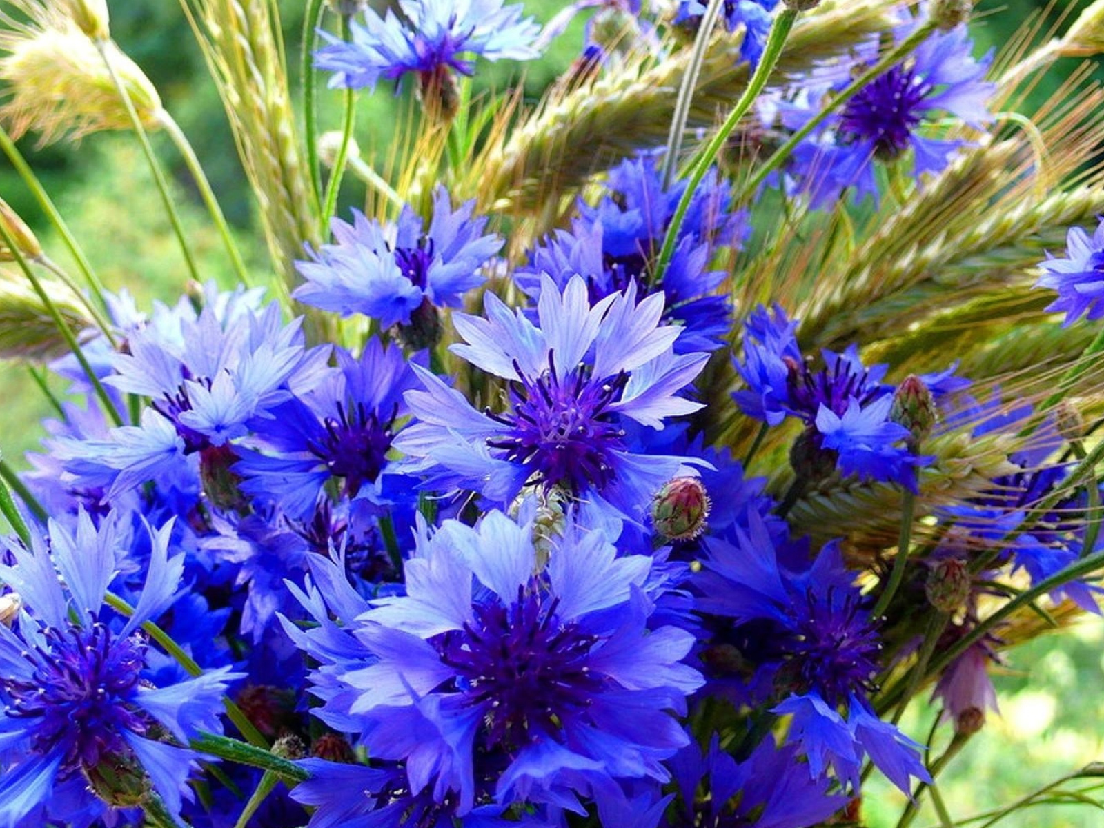 Букет полевых летних цветов васильков