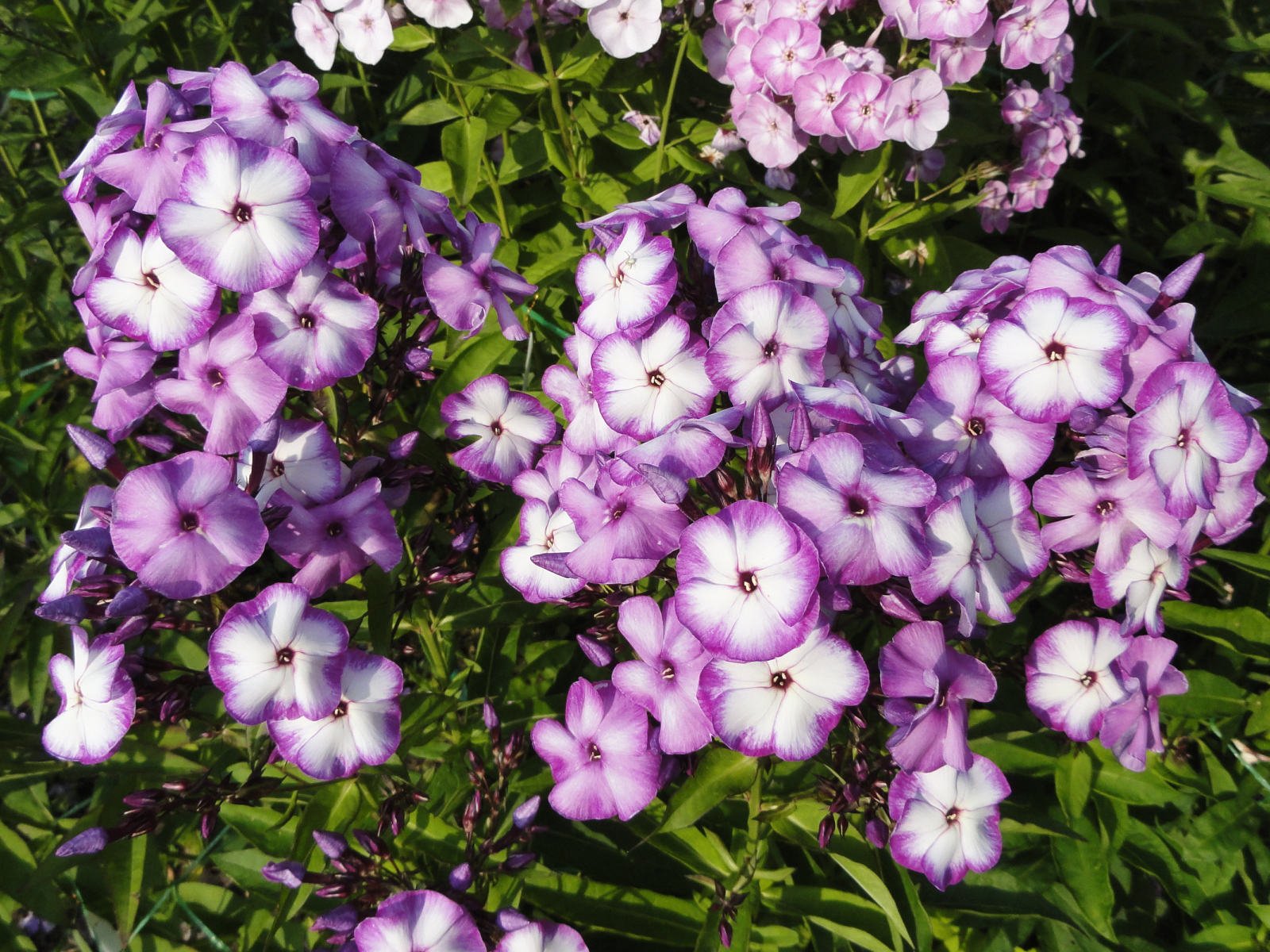 Яркие фиолетово - белые  цветы садовой флоксы