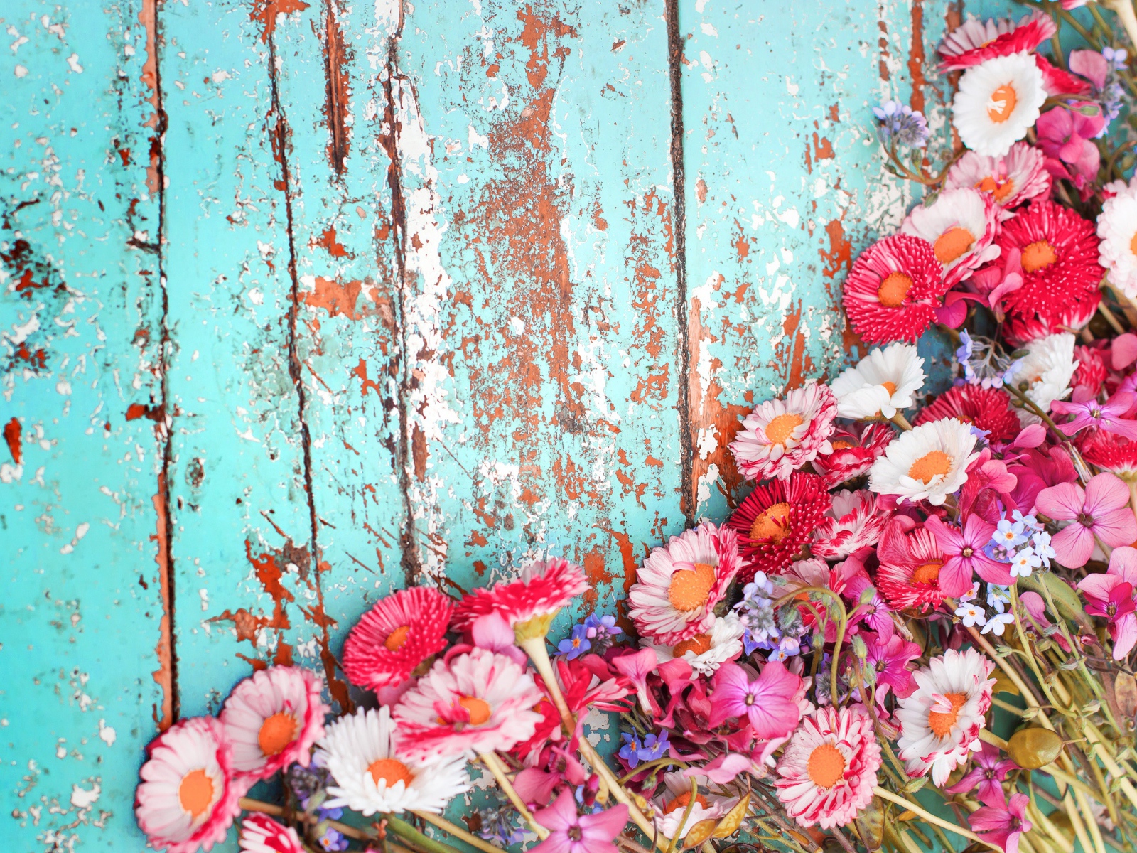 Маргаритки и флоксы на старой деревянной поверхности