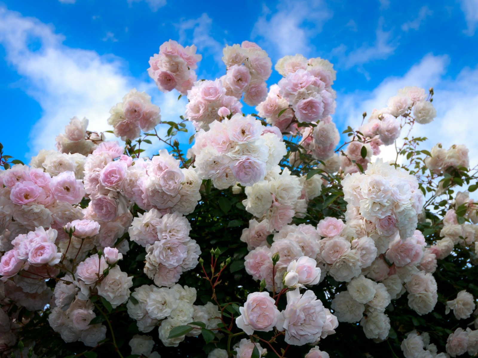 Нежный куст розовых роз на фоне голубого неба 