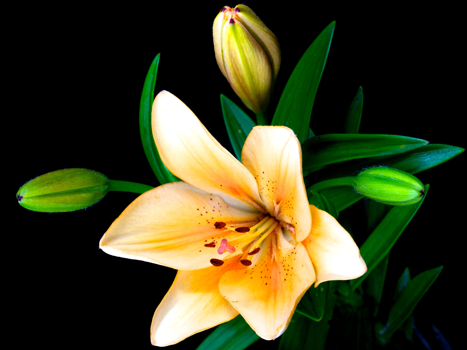 Нежные лилии с бутонами на черном фоне крупным планом