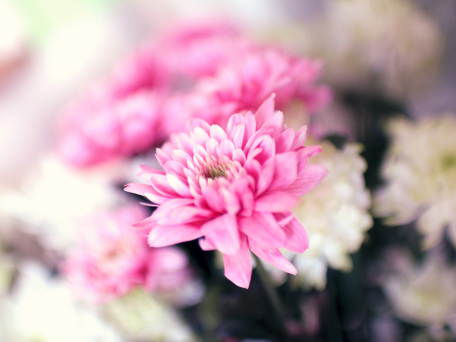 Нежный розовый цветок хризантемы крупным планом