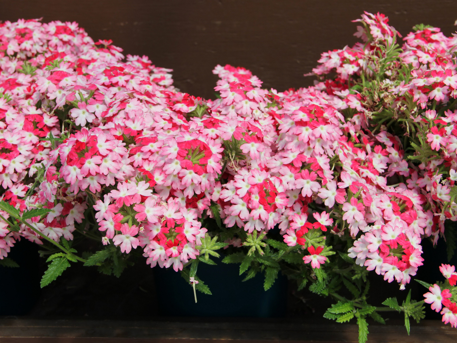 Нежные розовые цветы вербена крупным планом