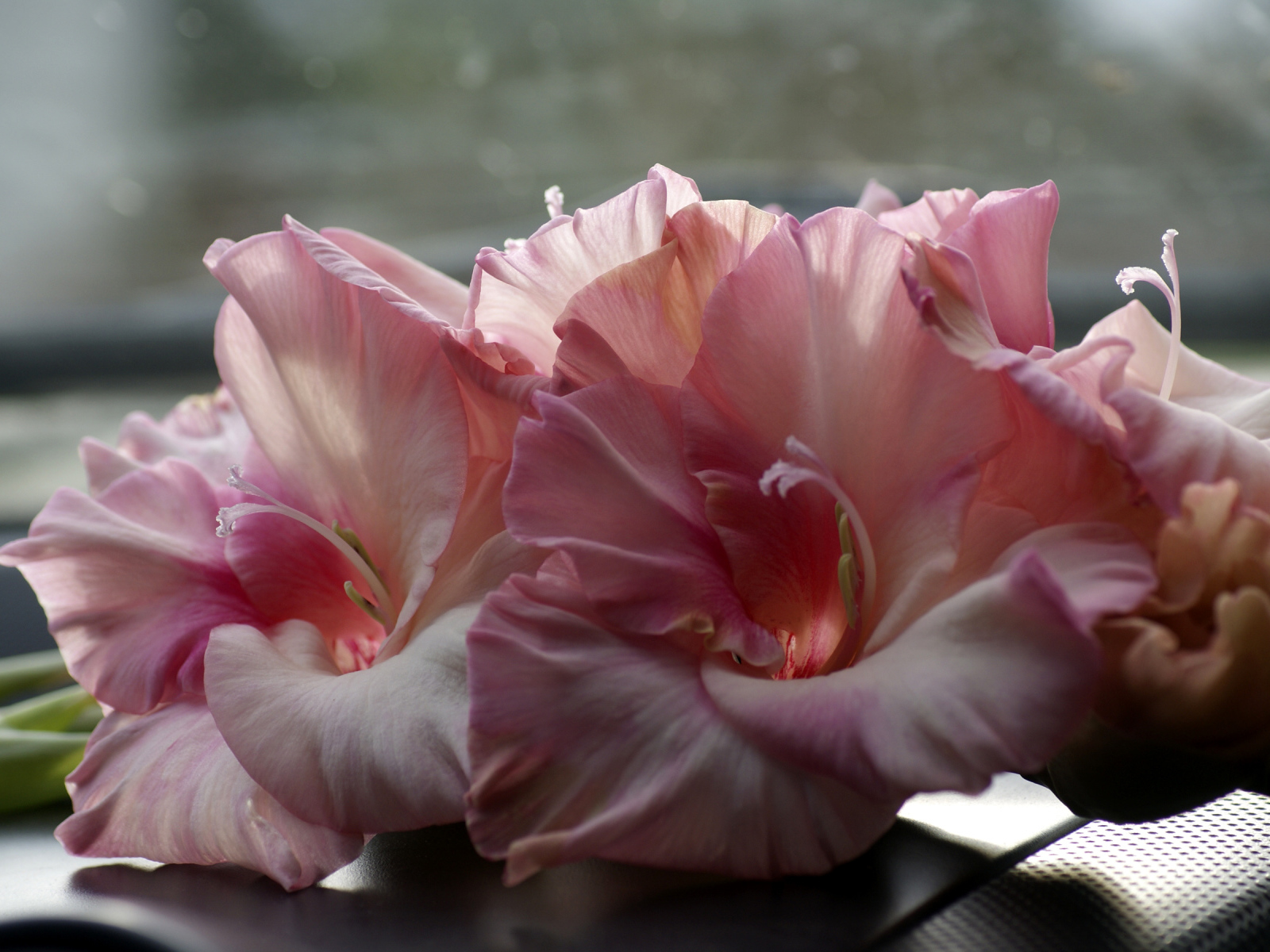 Нежные розовые гладиолусы крупным планом 