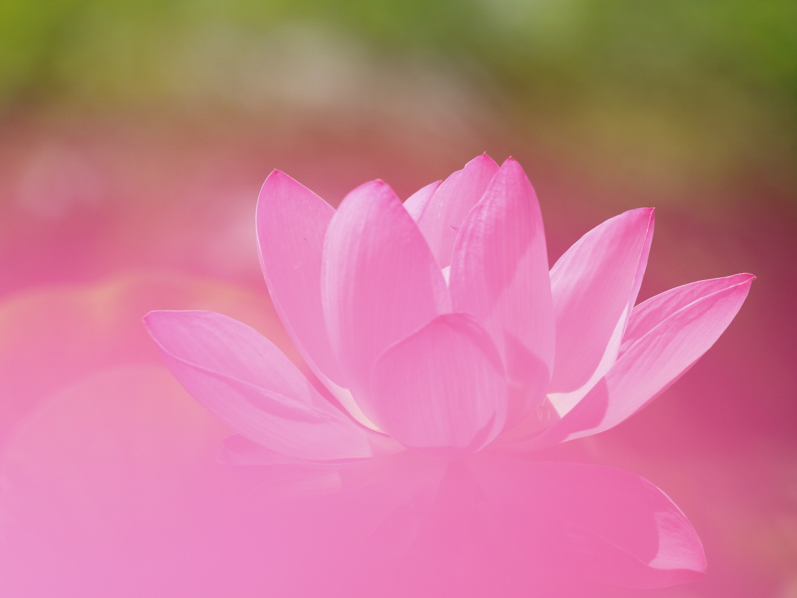 Нежный розовый цветок лотоса крупным планом