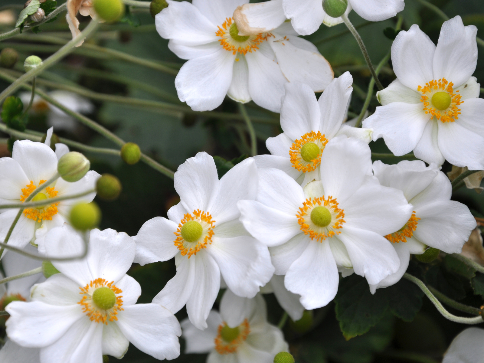 Нежные белые цветы анемоны вблизи