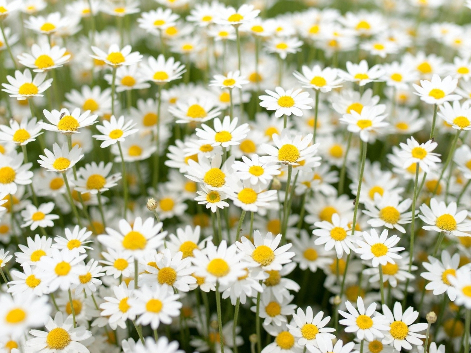 Нежные белые полевые ромашки 