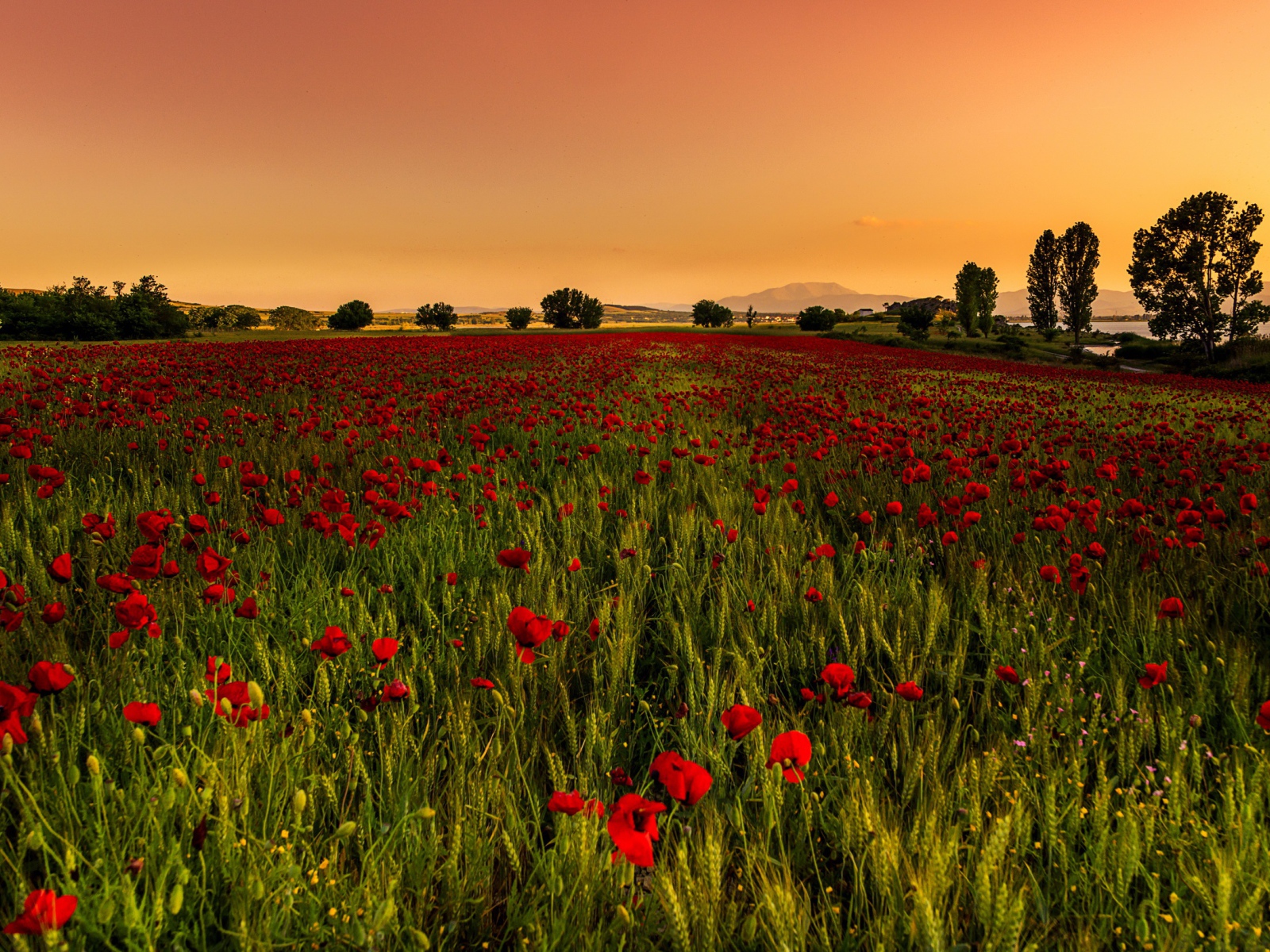 Поле красных маков с зеленой пшеницей 