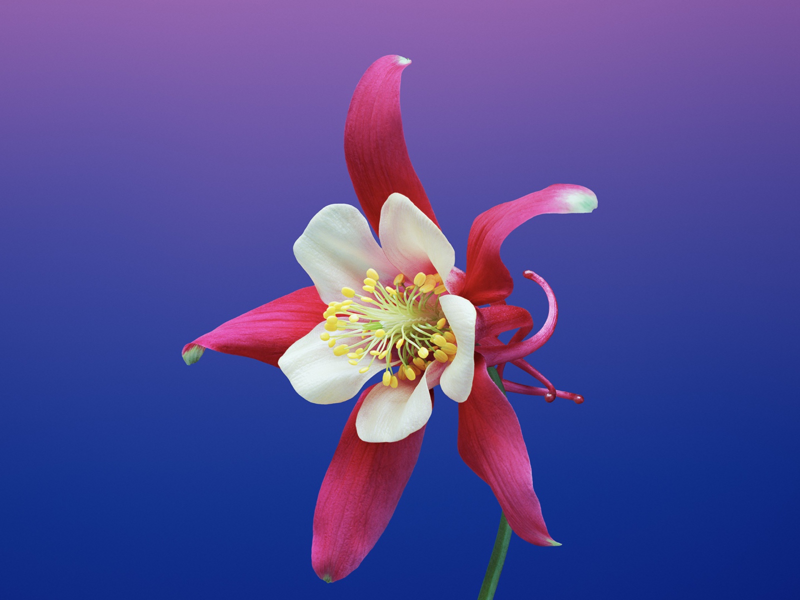 Цветок водосбор крупным планом на фиолетовом фоне