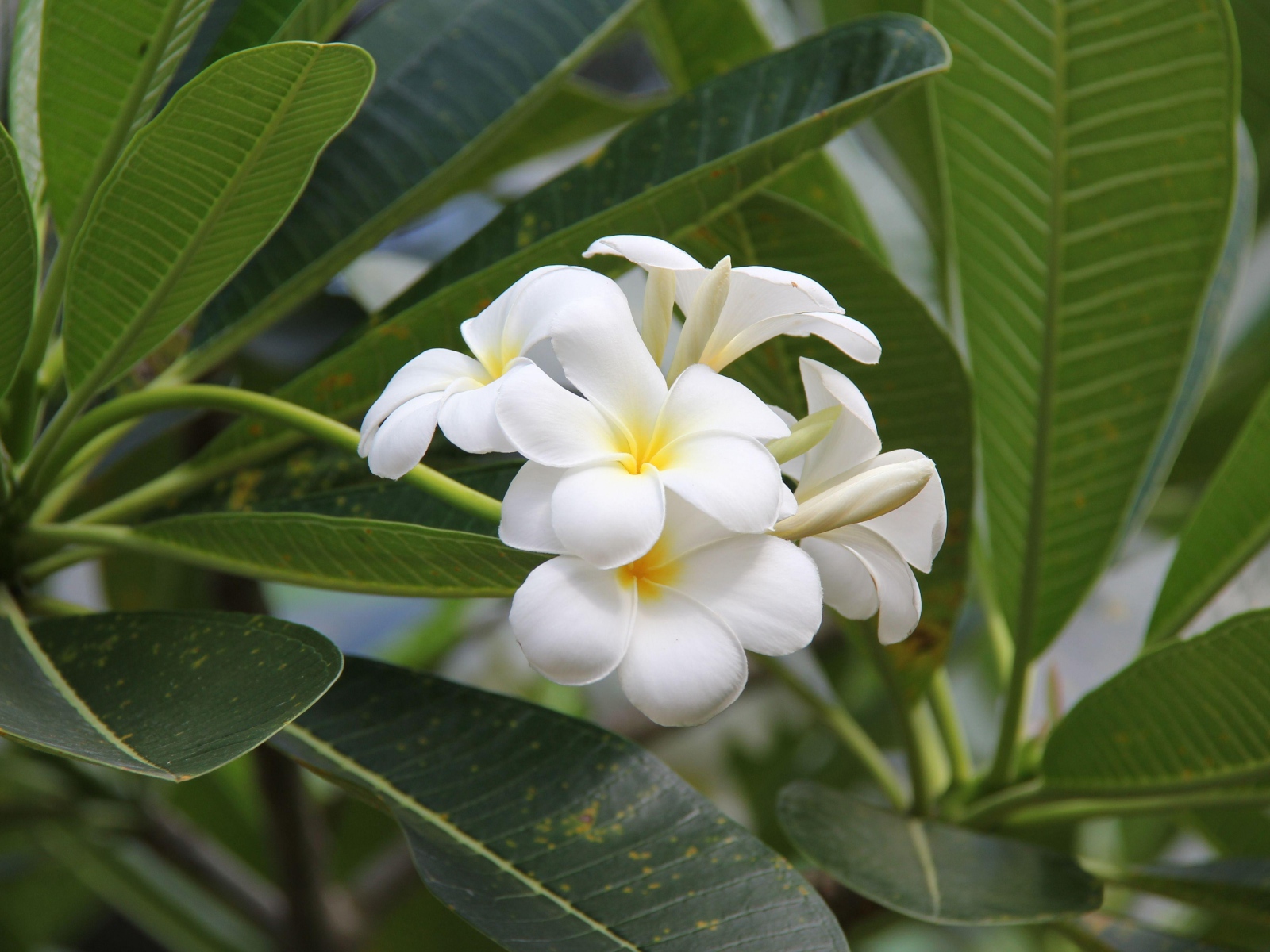 Цветение красивых нежных белых цветов плюмерия