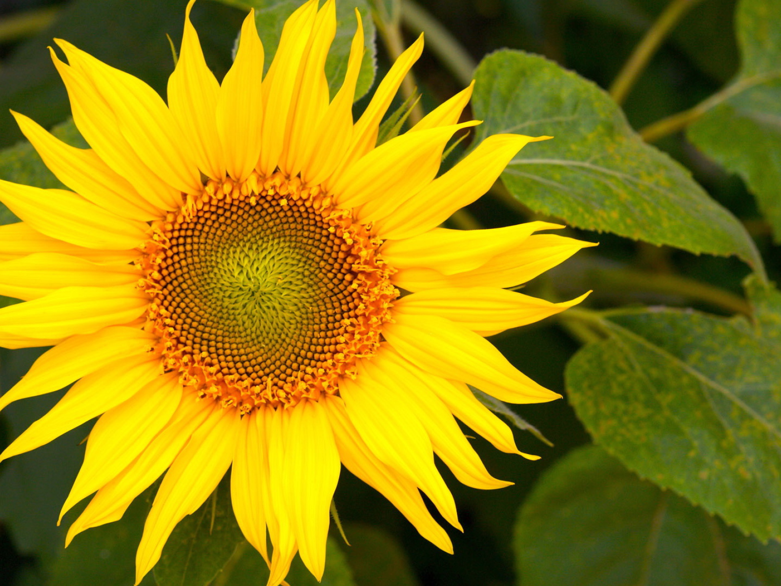 Цветущий желтый подсолнух 