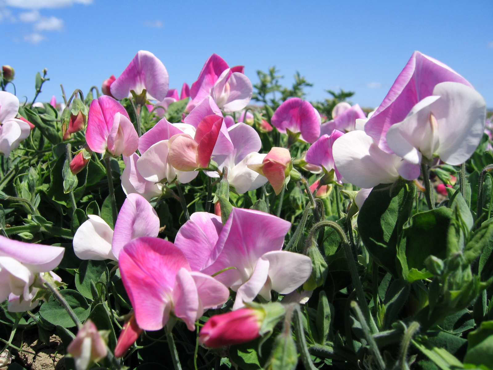 Цветы душистого горошка крупным планом