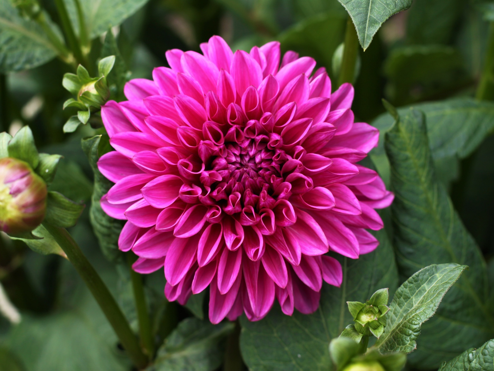 Крупный красивый розовый цветок георгина