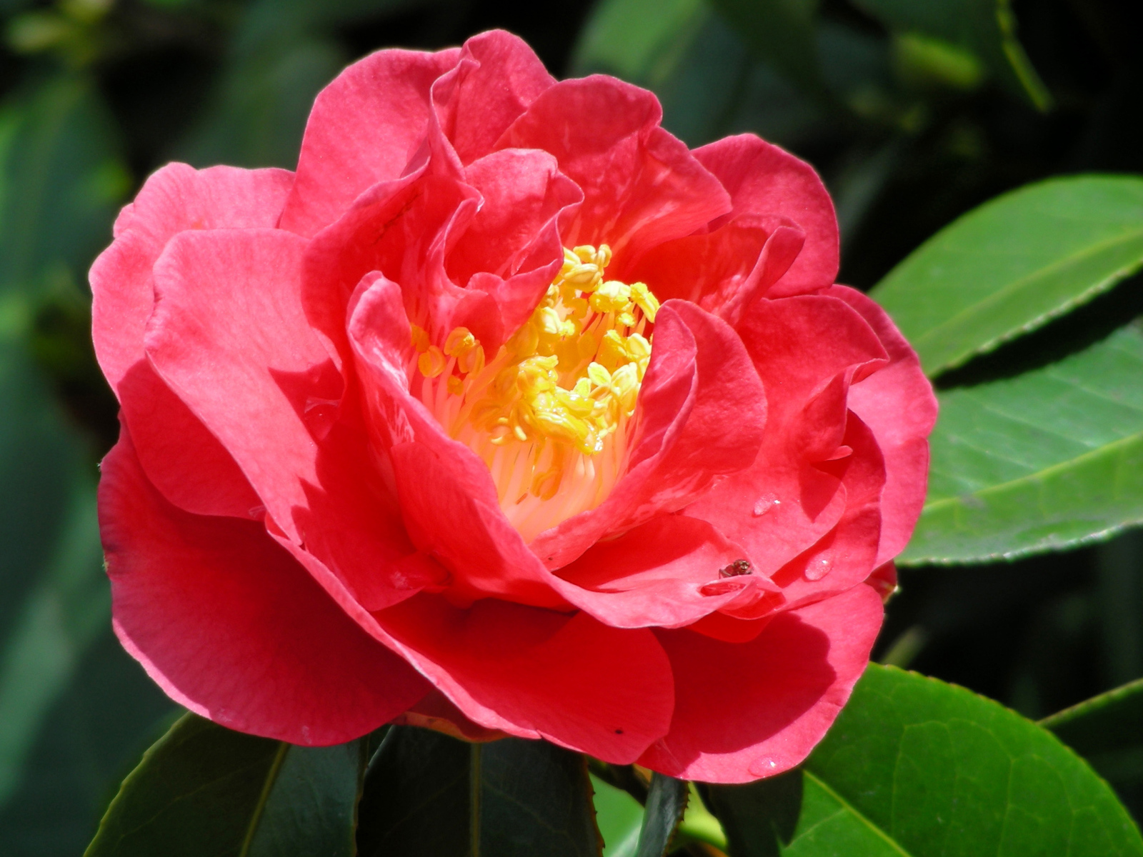 Крупный розовый цветок камелия