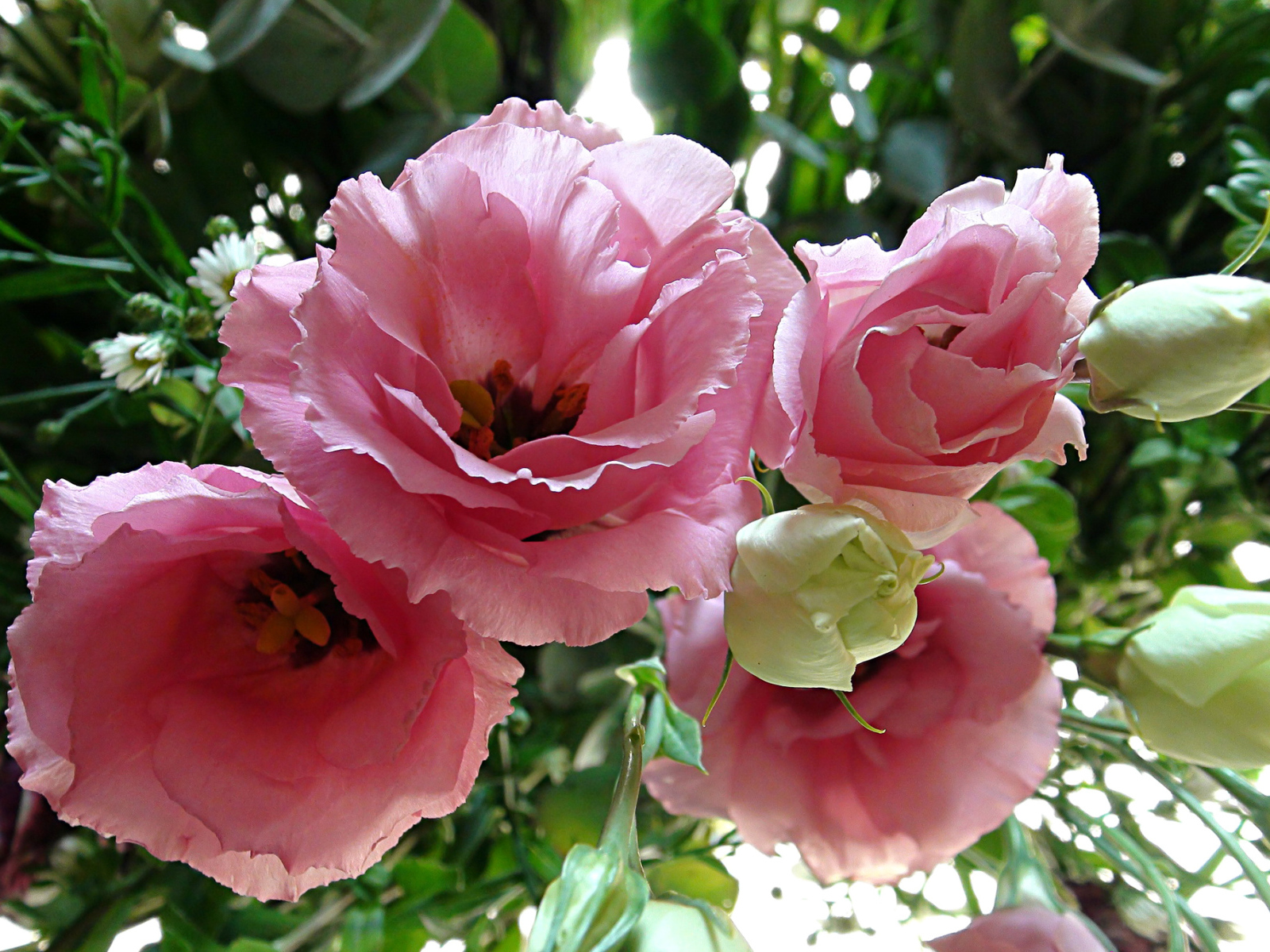 Крупные розовые цветы Эустома 