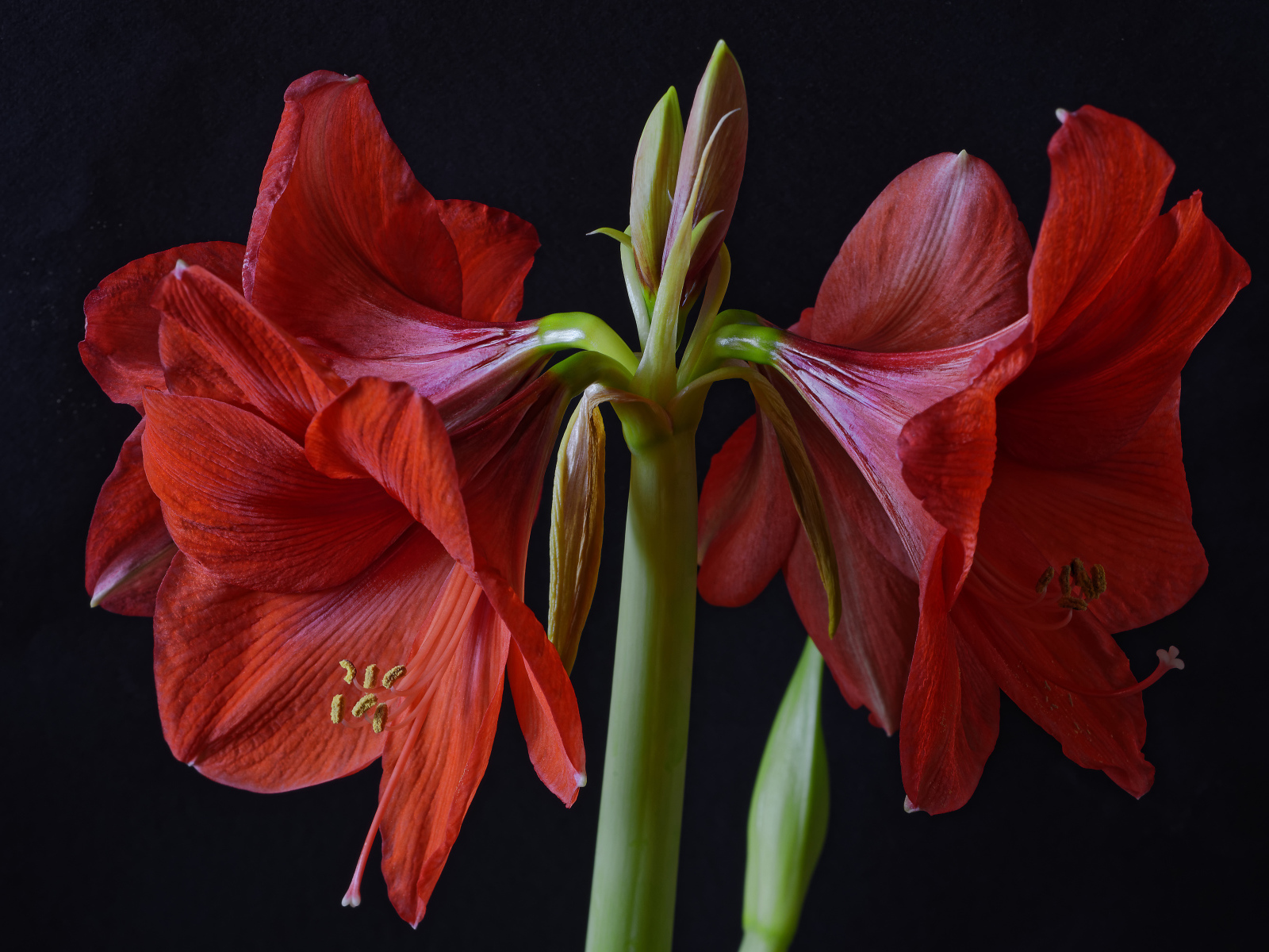 Крупные красные цветы Амариллис на черном фоне