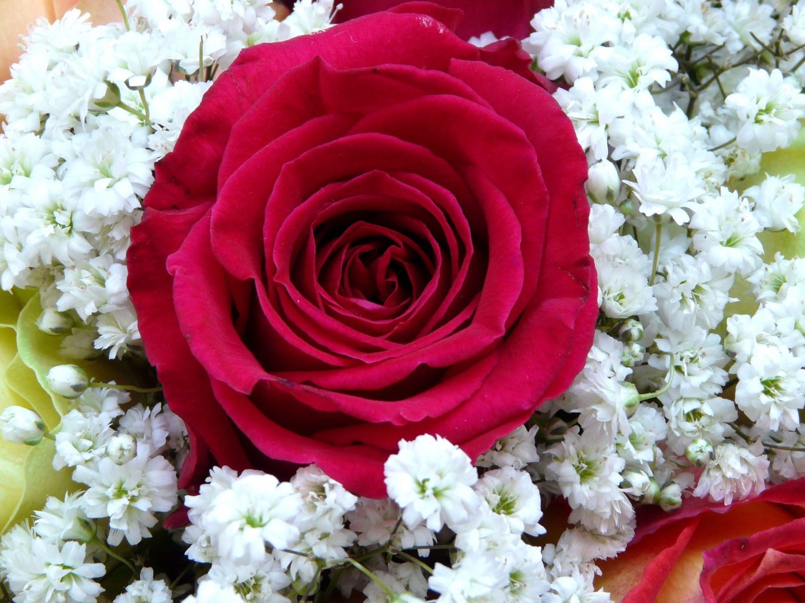 Крупная красная роза с белыми цветками левкой