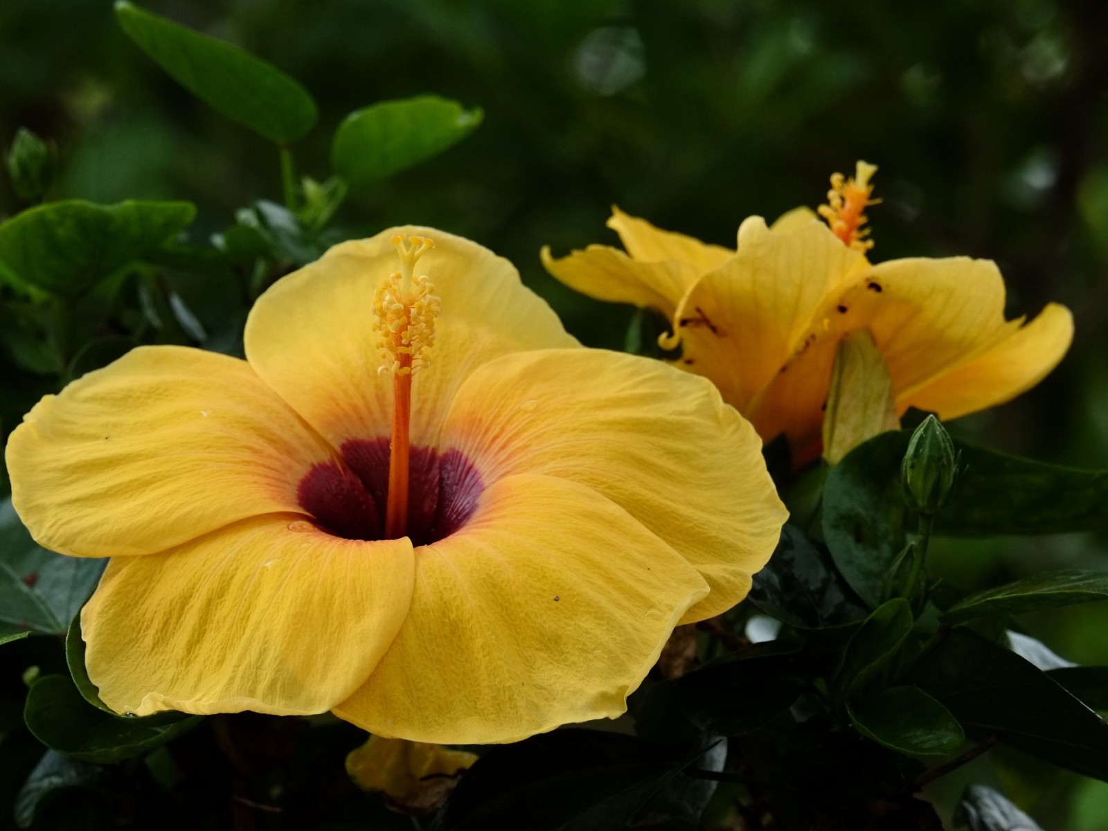 Большой желтый цветок гибискуса крупным планом