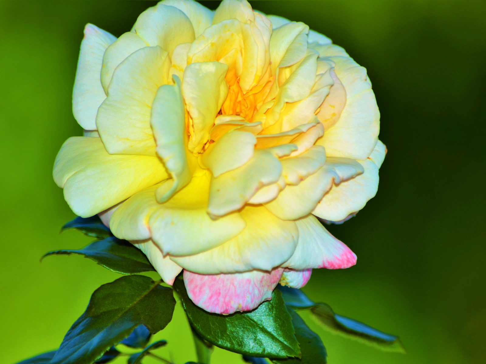 Крупная желтая роза на зеленом фоне