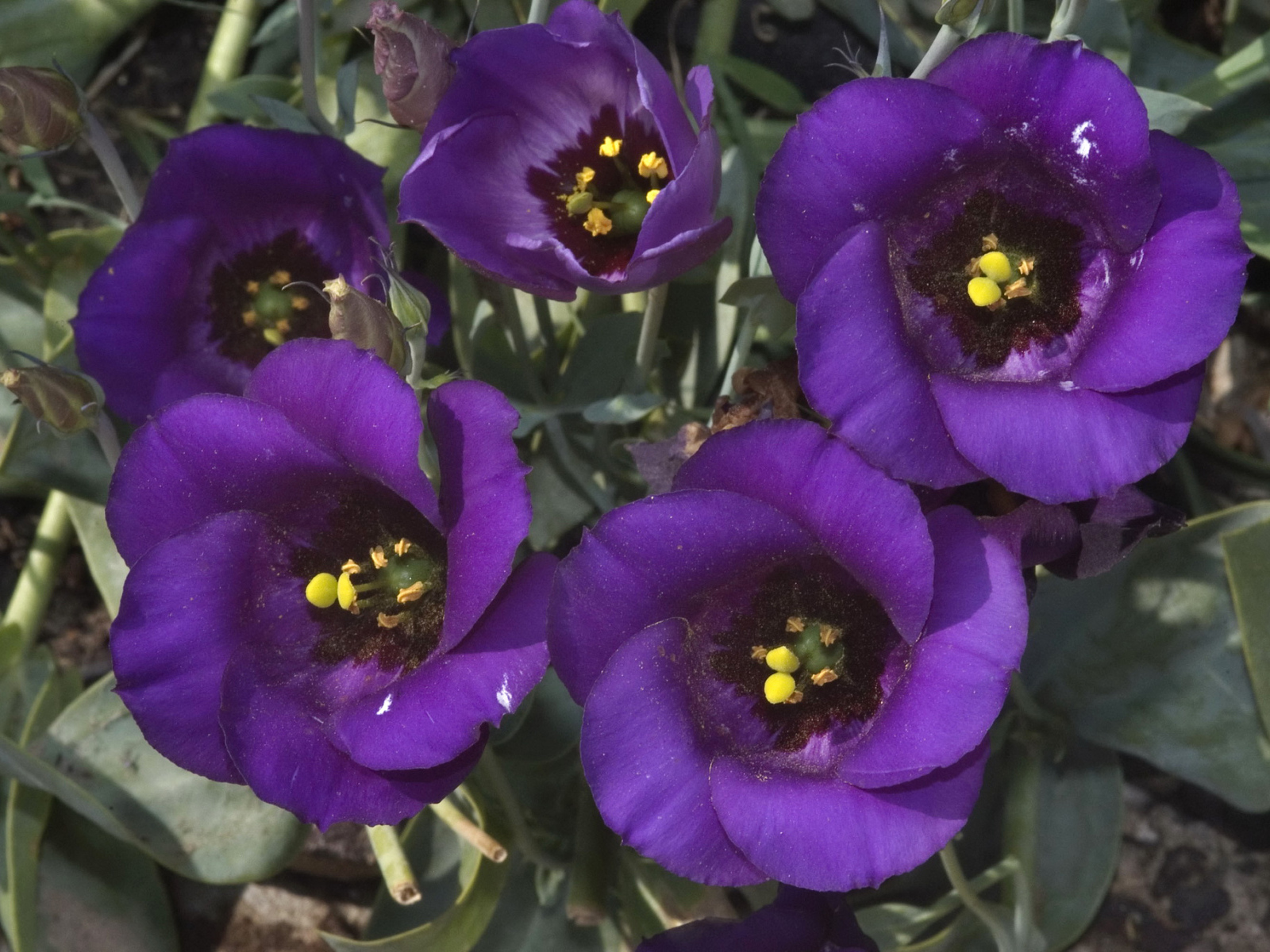 Сиреневый цветок Эустома крупным планом 