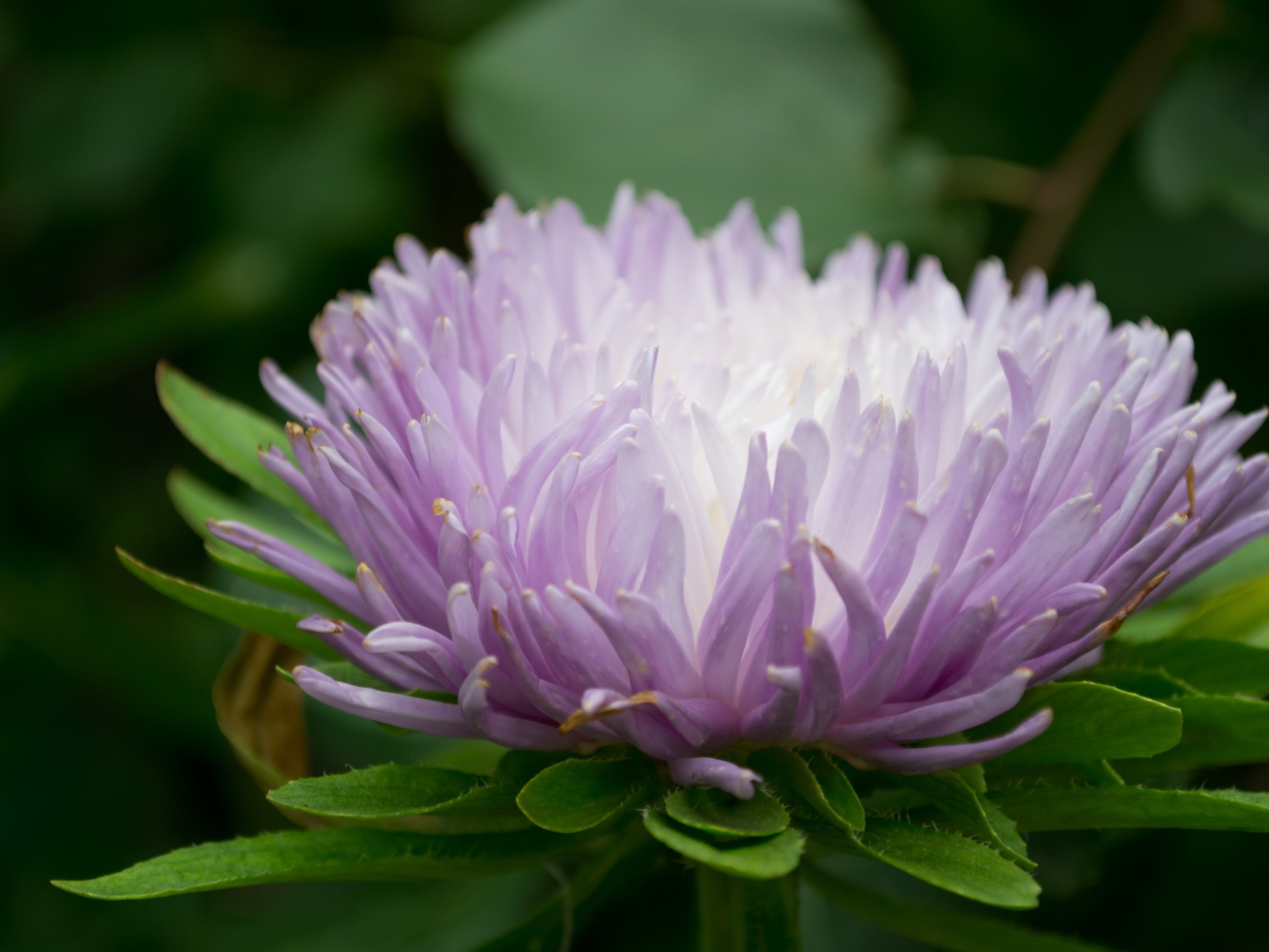 Сиреневый цветок астра крупным планом