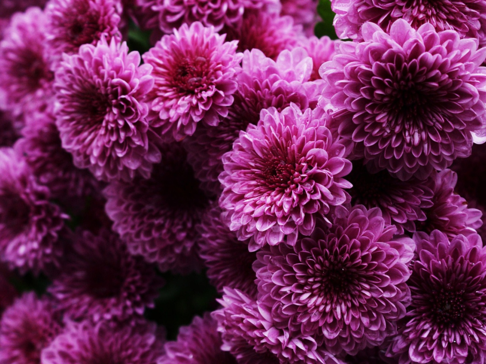 Пышные сиреневые хризантемы 