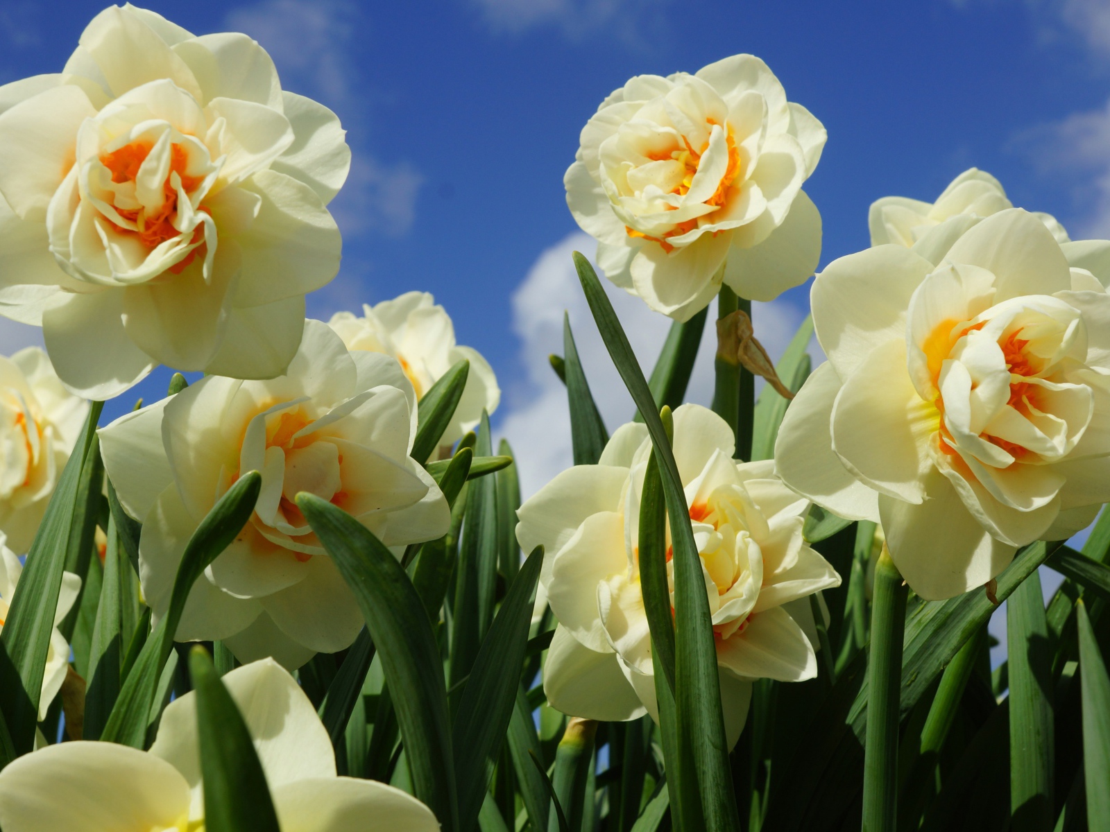 Пышные белые нарциссы с зелеными листьями под голубым небом