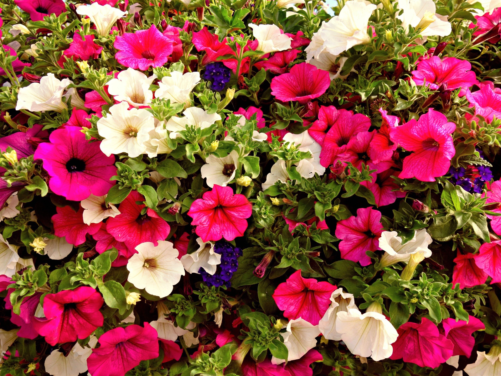 Разноцветные цветы петунии крупным планом