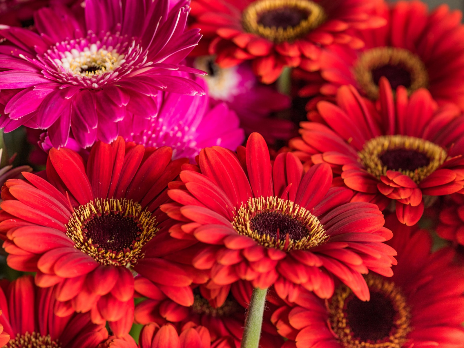 Разноцветные красивые  цветы герберы