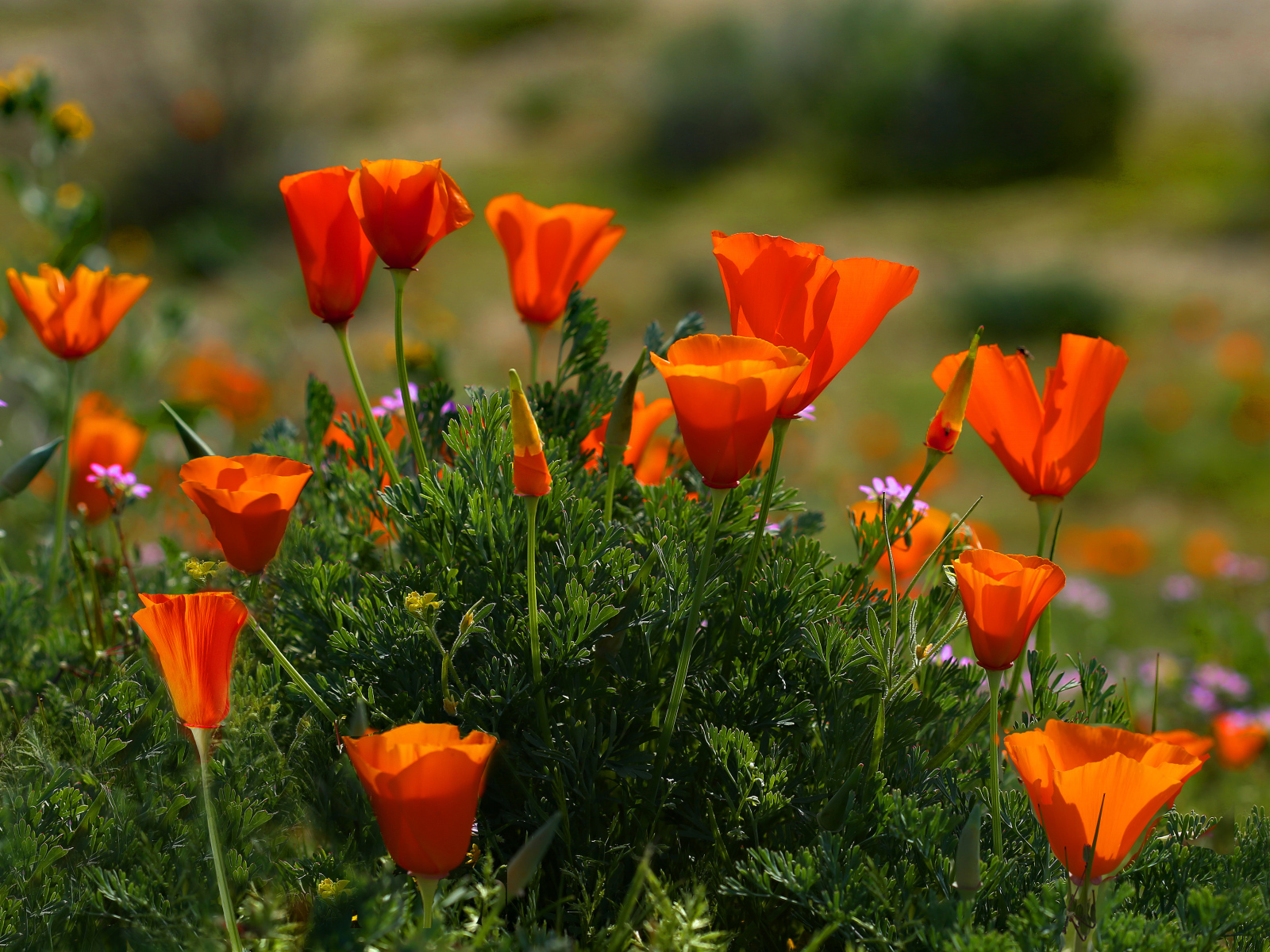 Оранжевые летние цветы Эшшольция