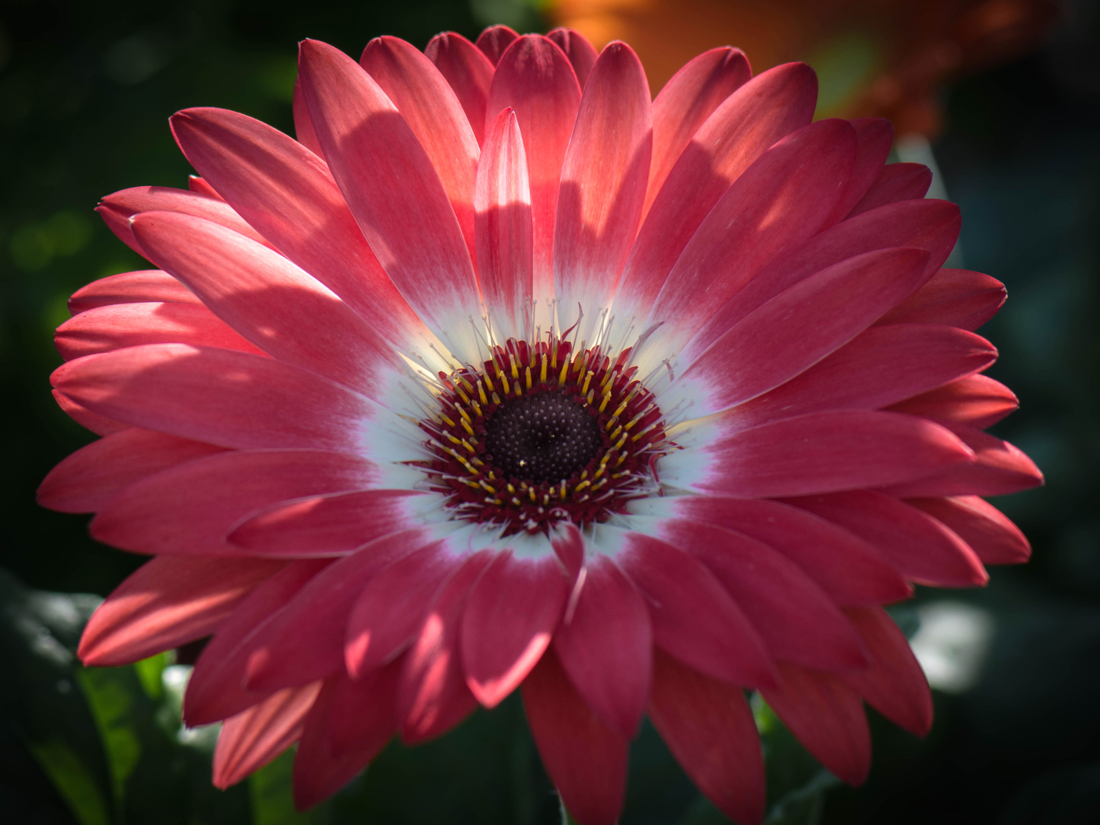 Розовая гербера в солнечном свете крупным планом