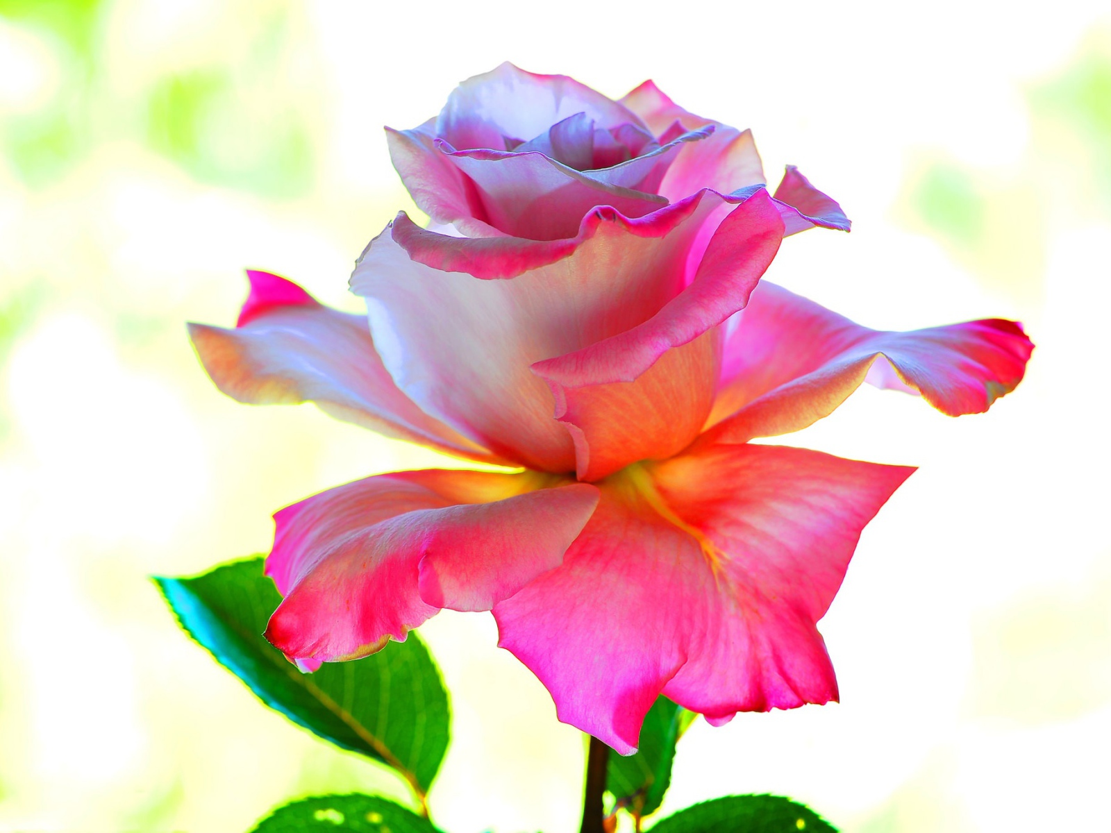 Розовый цветок розы крупным планом