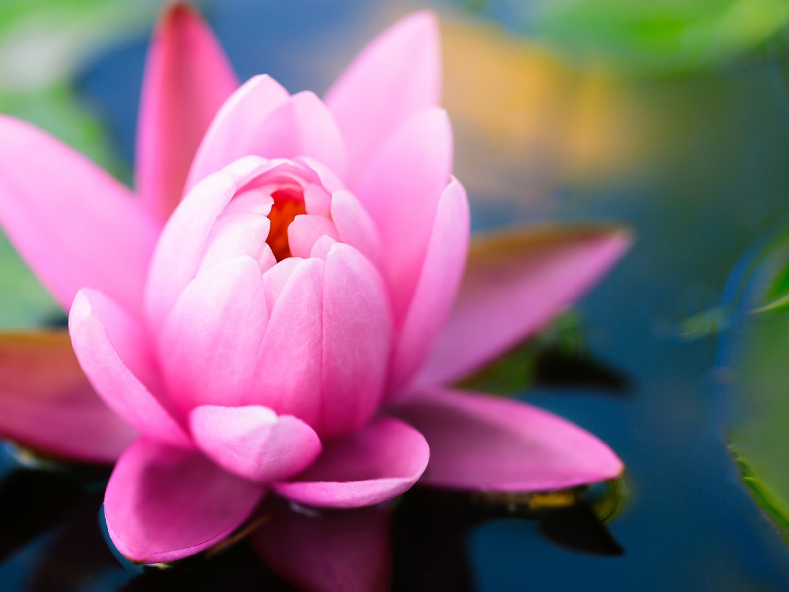 Розовая водяная лилия в пруду 