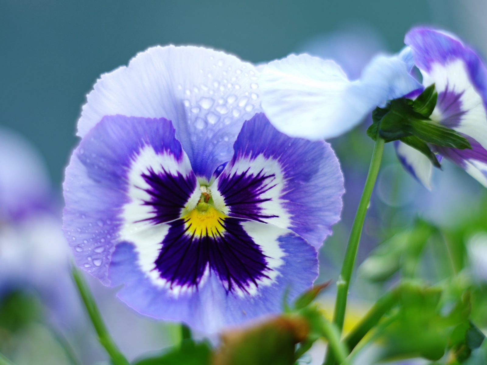 Фиолетовая фиалка трёхцветная в каплях росы 