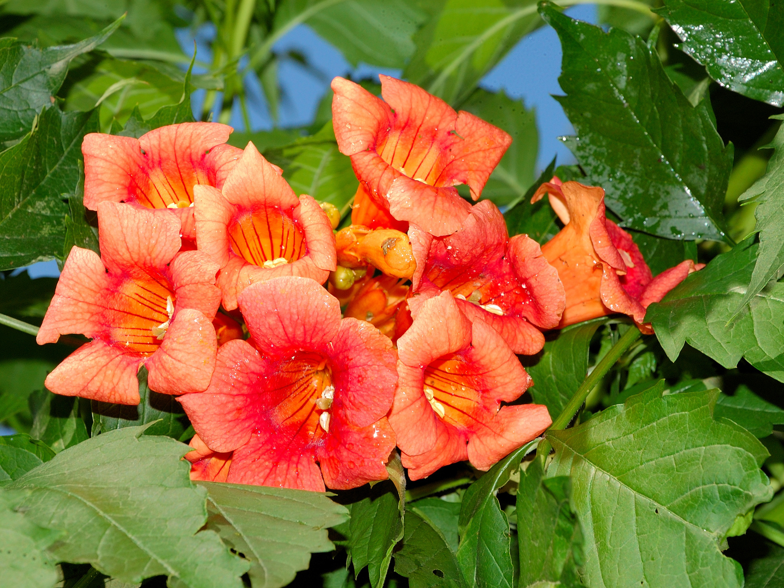 Красные цветы Кампсис крупным планом 