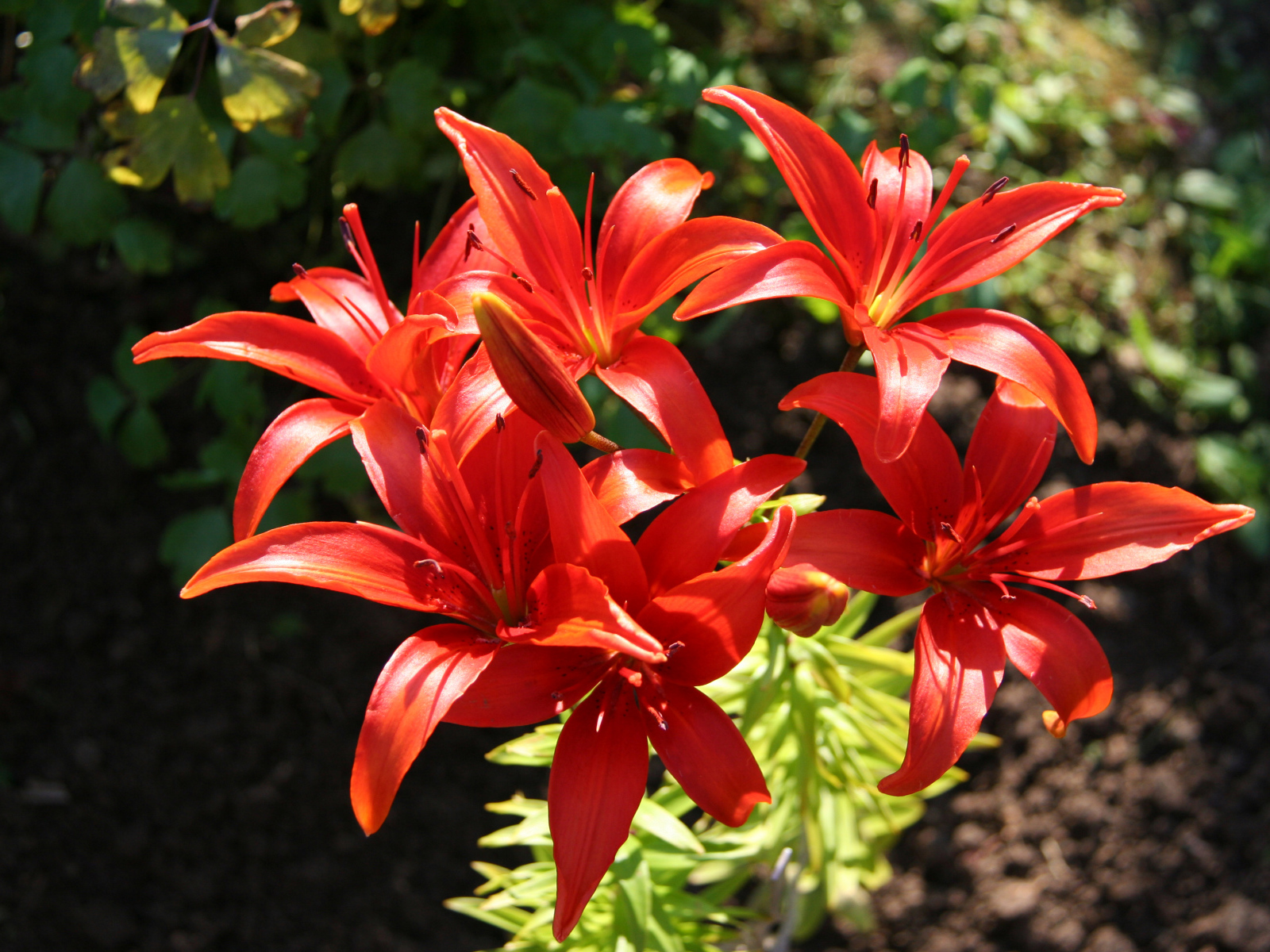 Красные лилии на клумбе крупным планом