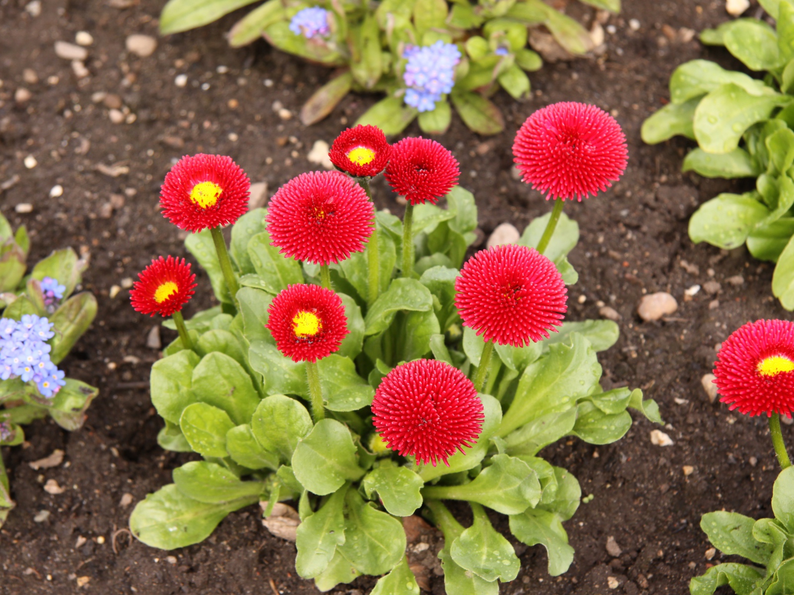 Красные пышные маргаритки на клумбе 