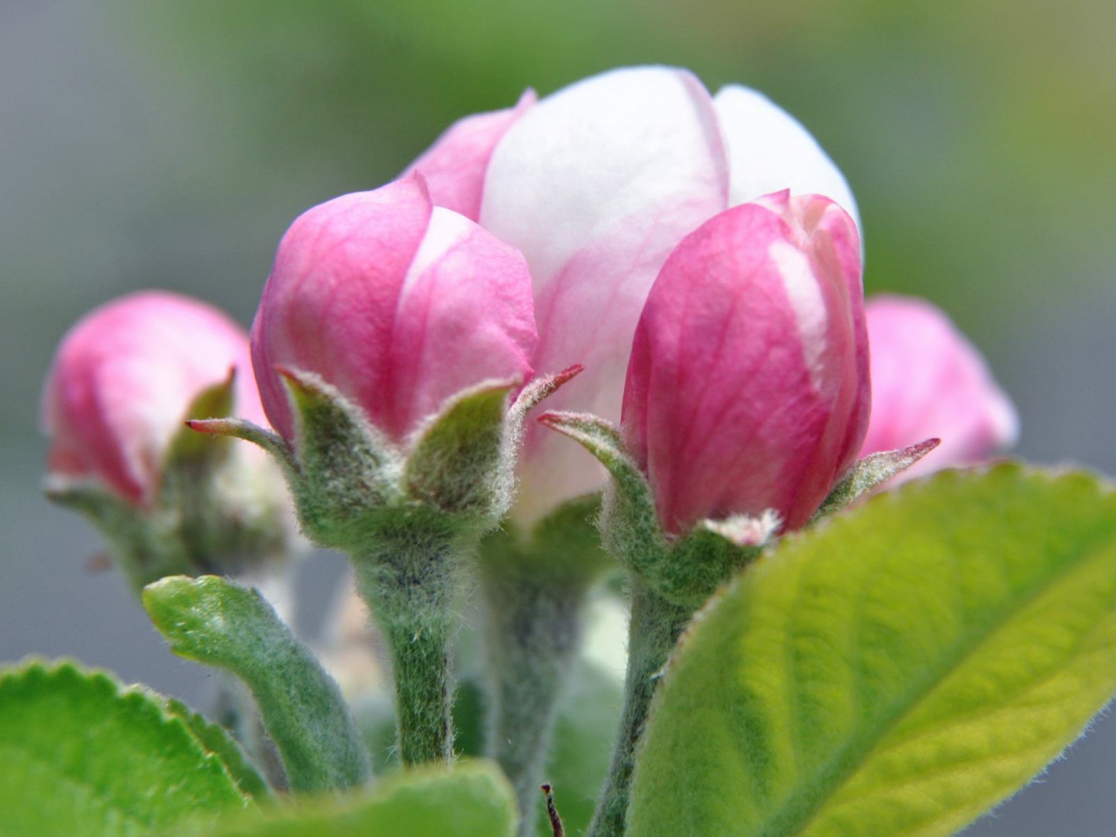 Распускающийся розовый цветок яблони 