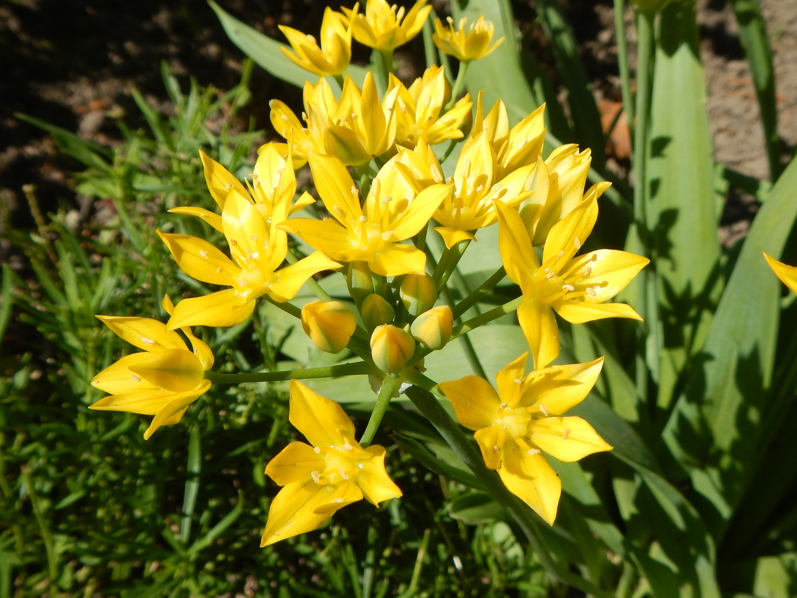 Маленькие желтые лилии вид сверху