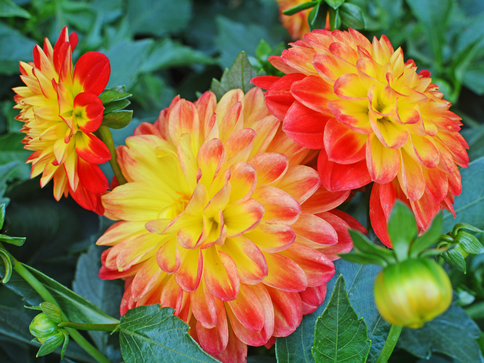 Три красивых оранжевых георгины 