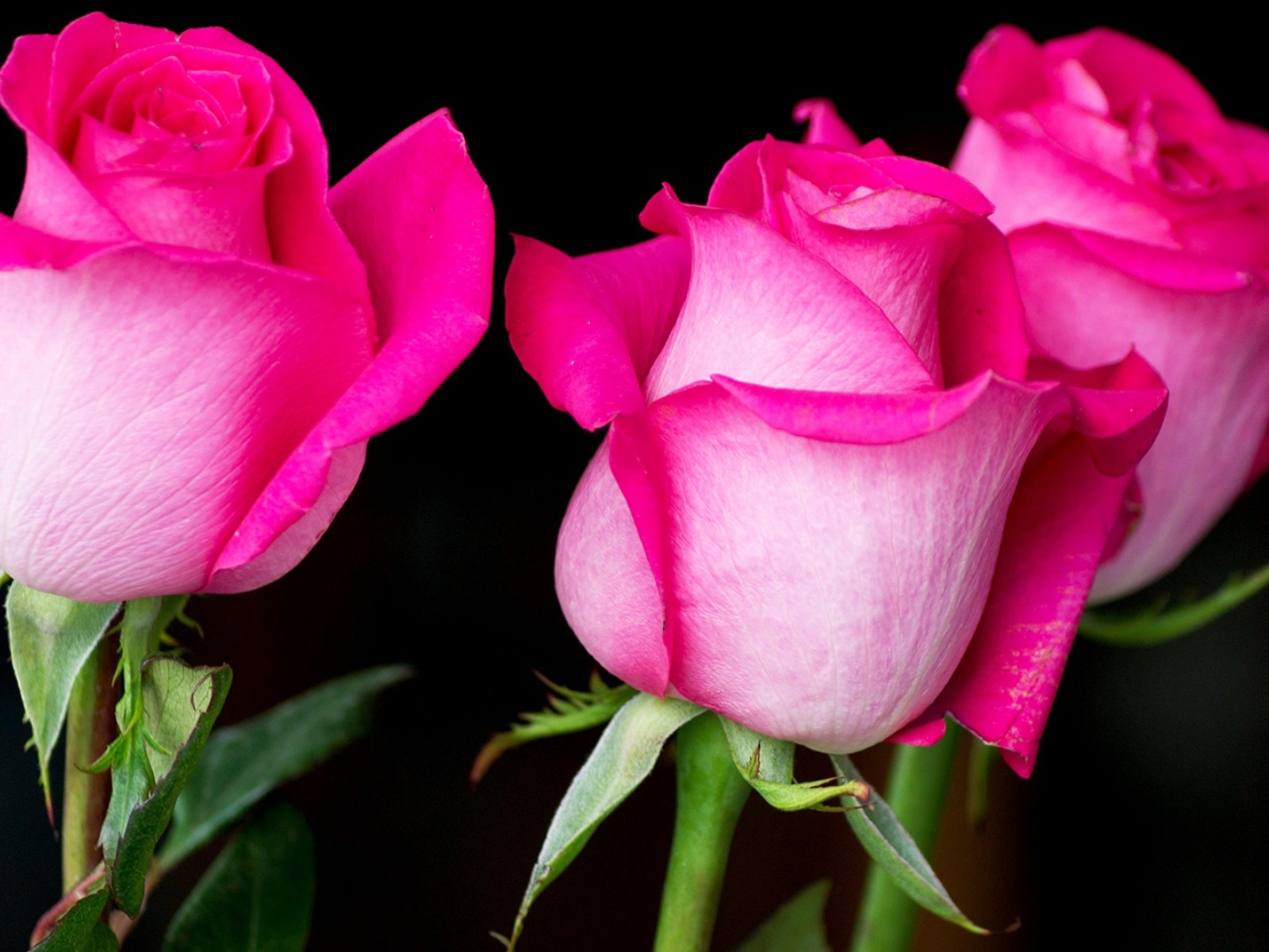Три красивых розовых розы на черном фоне 