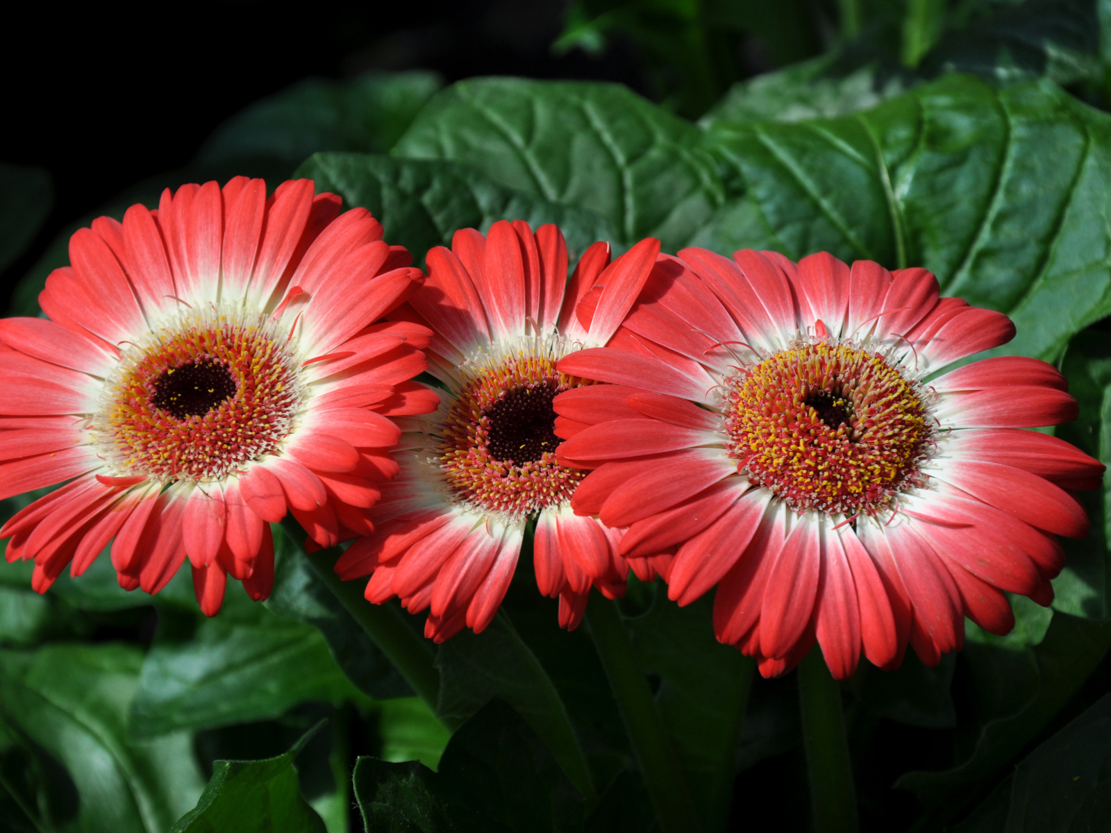 Три красивые красные герберы крупным планом