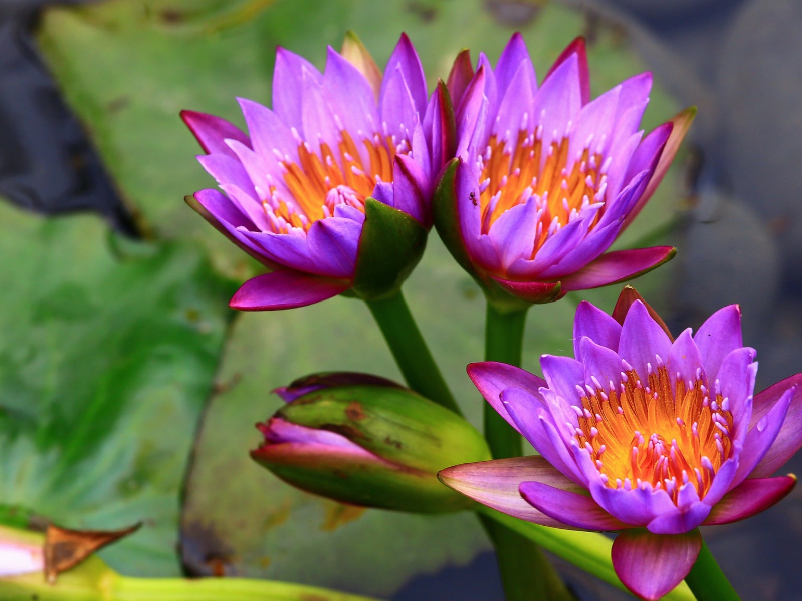 Три нежных сиреневых лотоса  в воде 