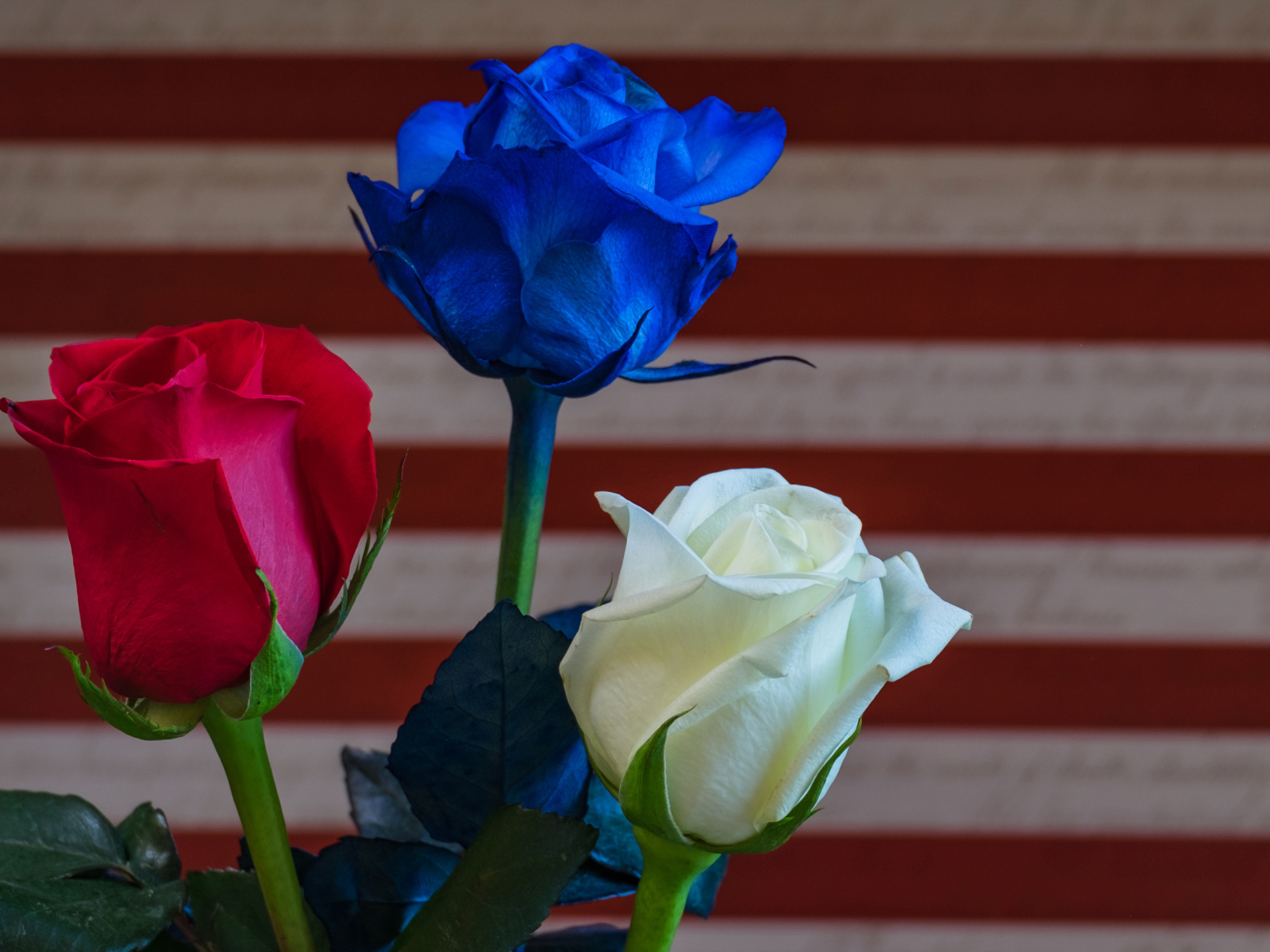 Три разноцветные розы крупным планом