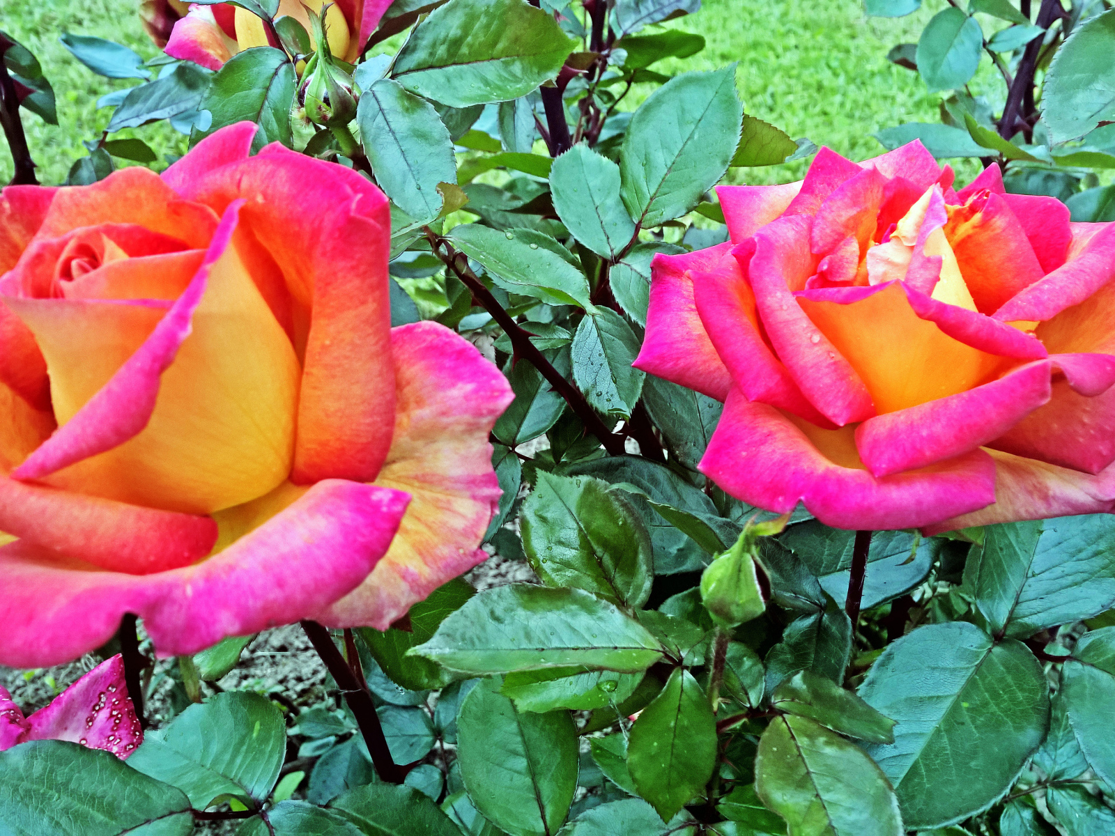 Две красивые розы в саду крупным планом