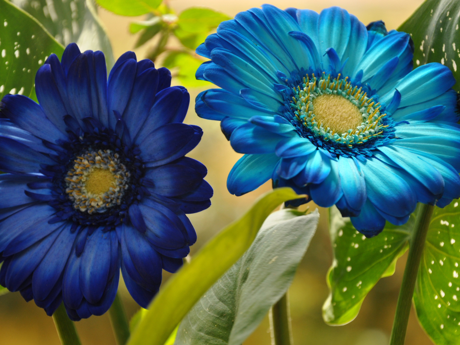 Две голубые герберы крупным планом