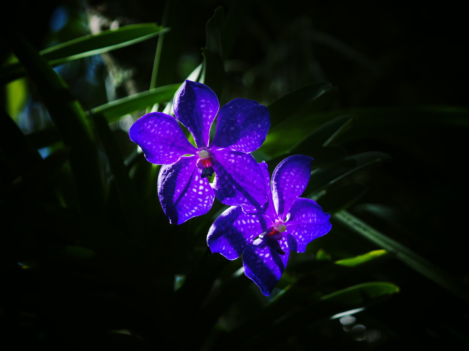 Два цветка фиолетовой орхидеи вблизи