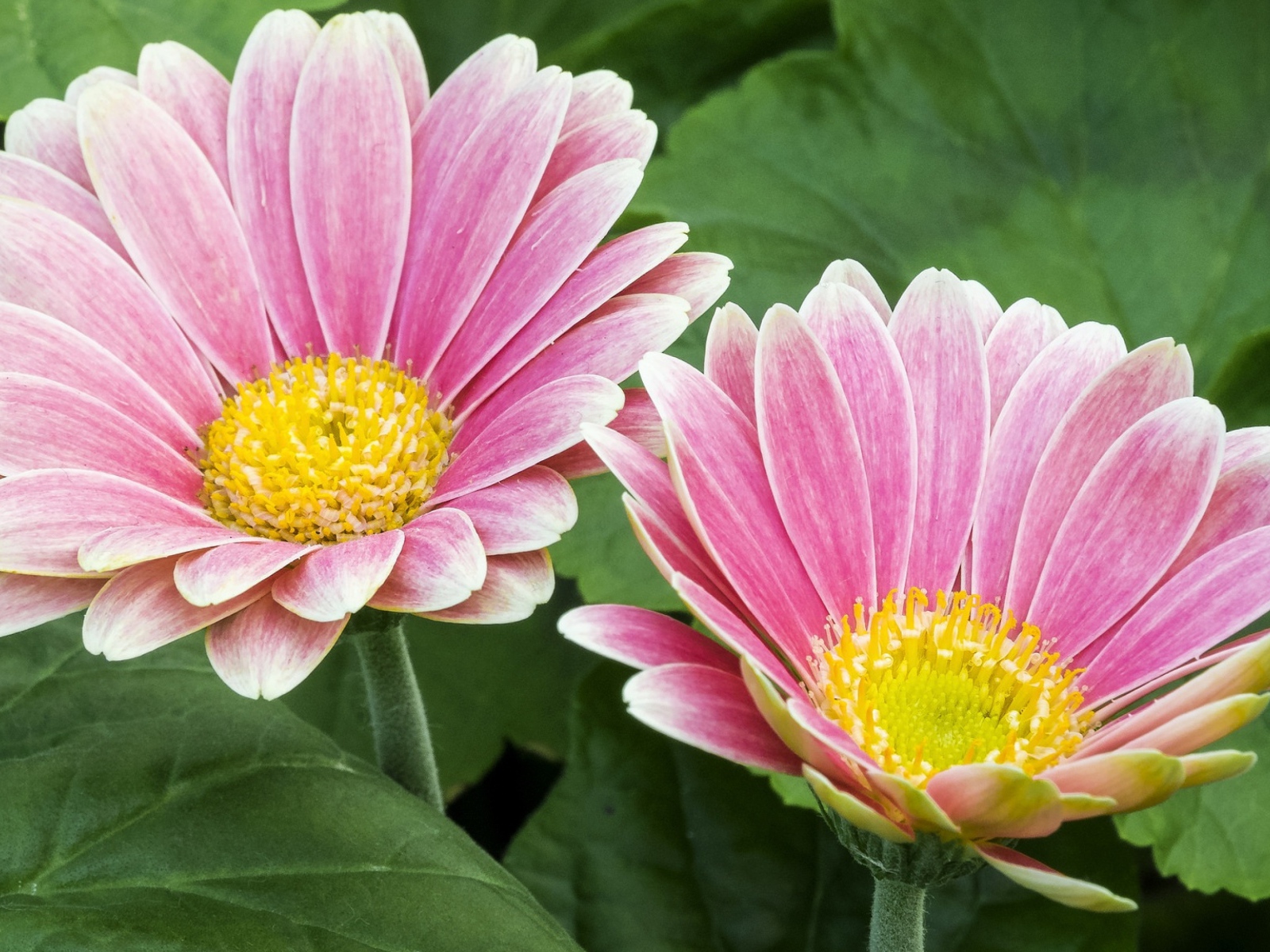 Две розовые герберы с желтой серединкой 