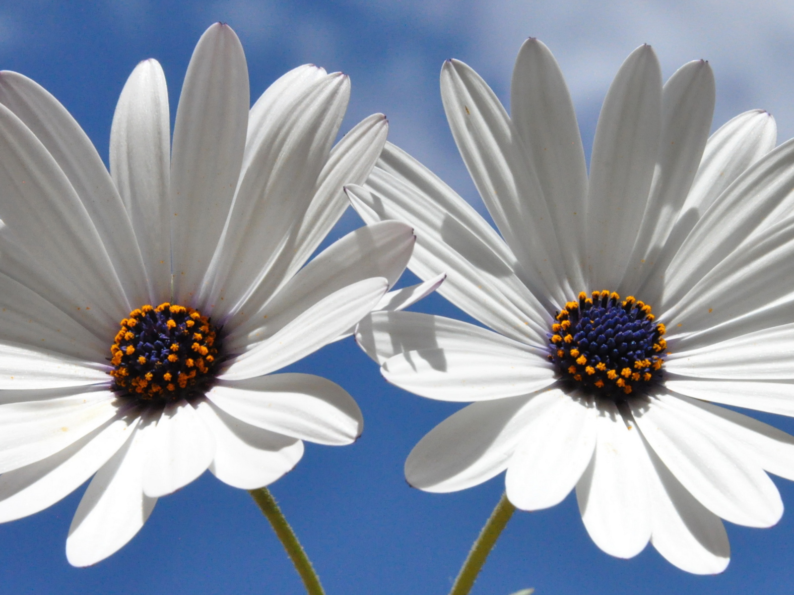 Две белых ромашки с синей серединкой