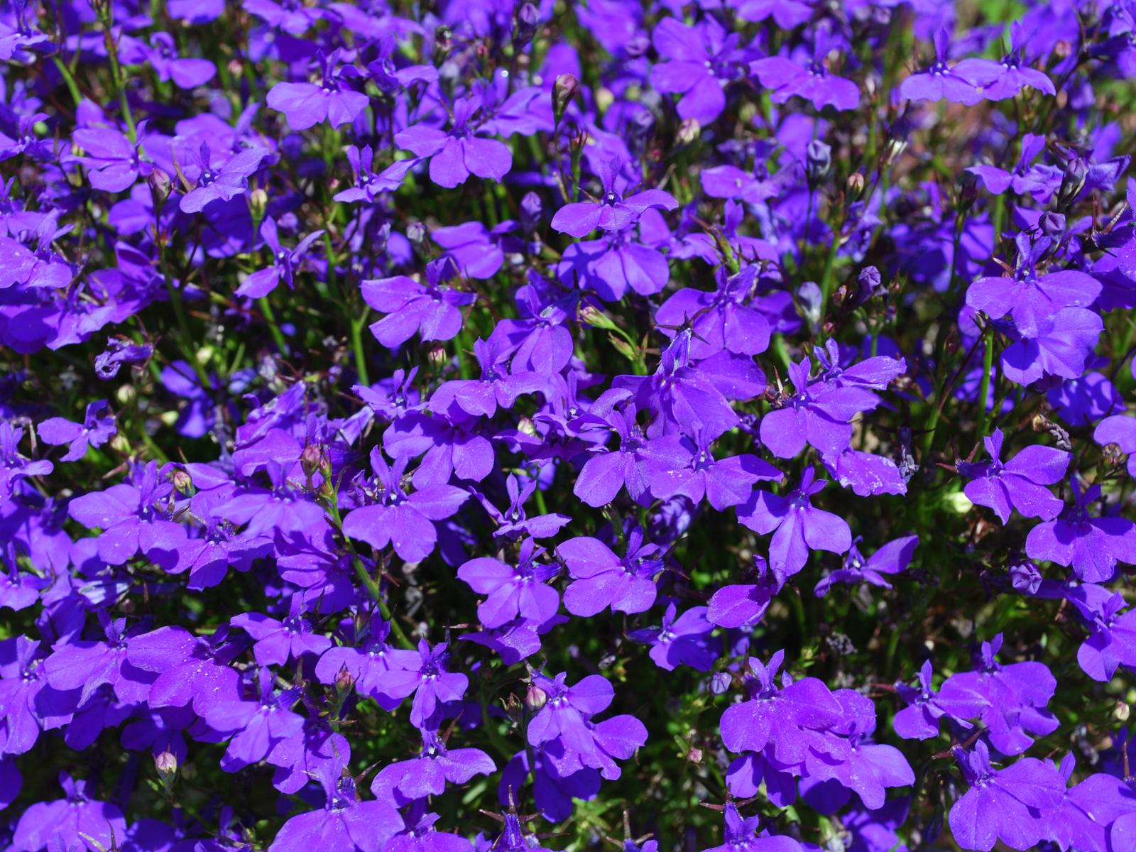 Фиолетовые цветы лобелия крупным планом